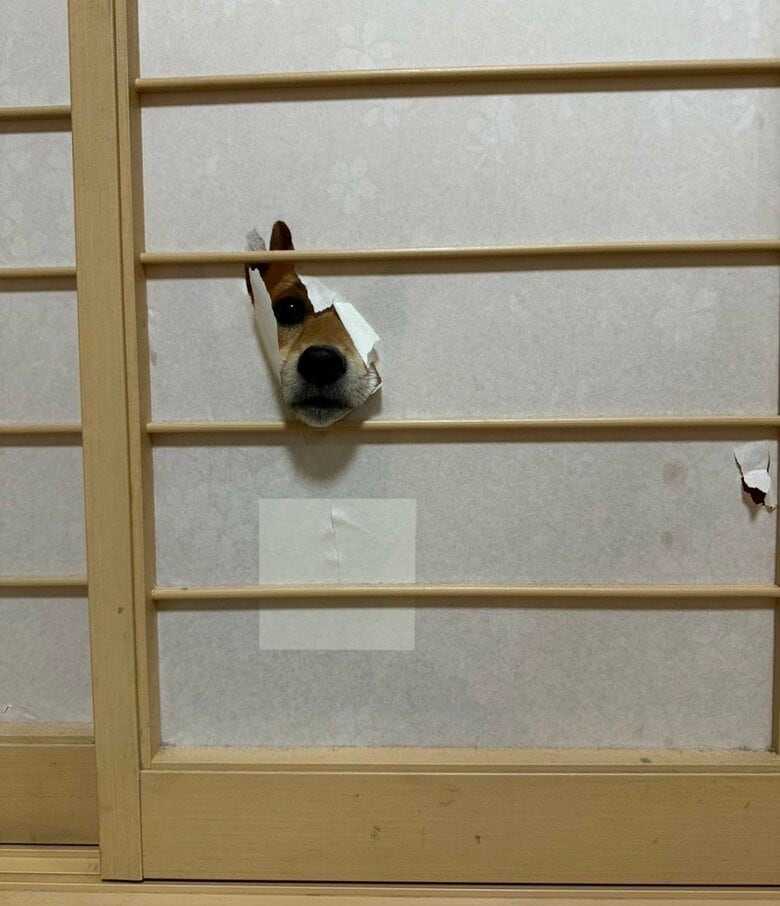 悪びれる様子もなかったそう