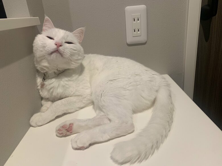 提供：@hakusama0906