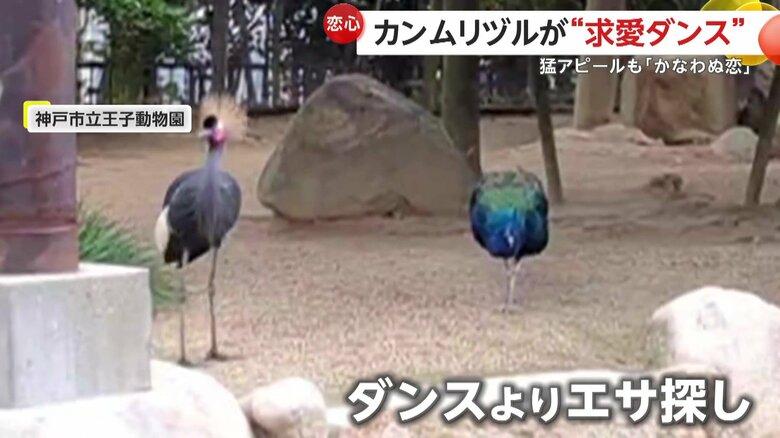 ダンスよりもエサ探しに夢中なオスのクジャク（提供：神戸市立王子動物園）