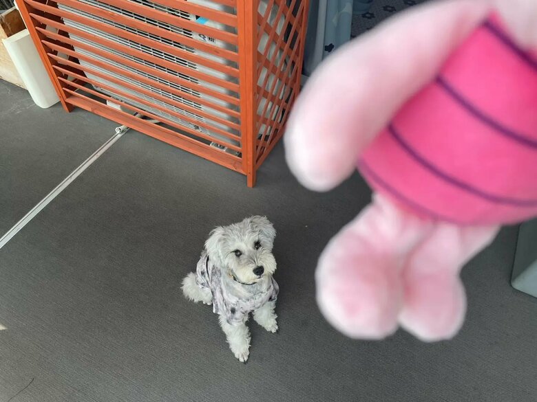 ぬいぐるみが気になる