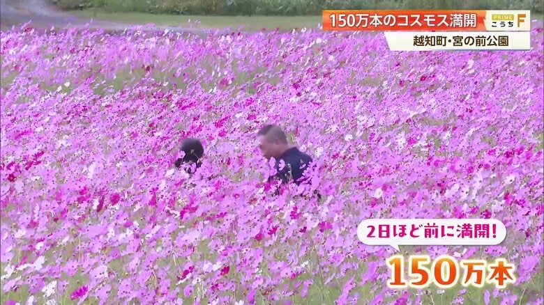 秋風に揺れる色鮮やかなコスモス畑