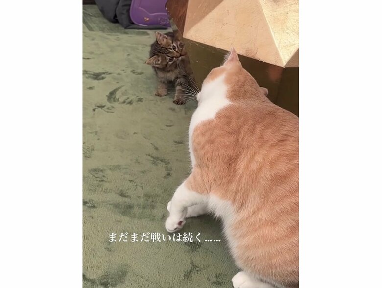 戦いは続いた…（提供：たーにゃ。さん）