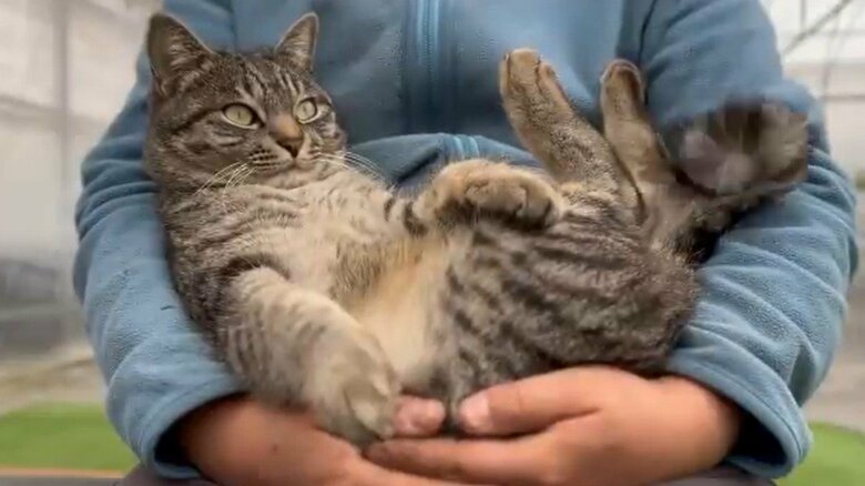 かぎしっぽが印象的