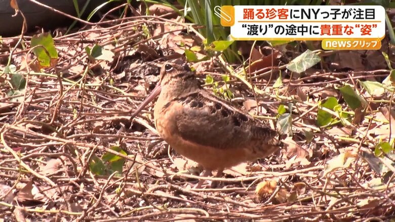 胸を上下させながら踊るように動く渡り鳥（7日、アメリカ・ニューヨークのマンハッタン）