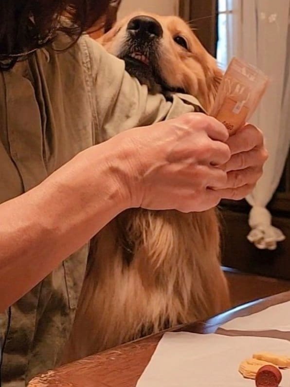 おやつ準備中　おやつ早くちょうだいの顔（提供：Charlotte@ゴールデンレトリバーさん）