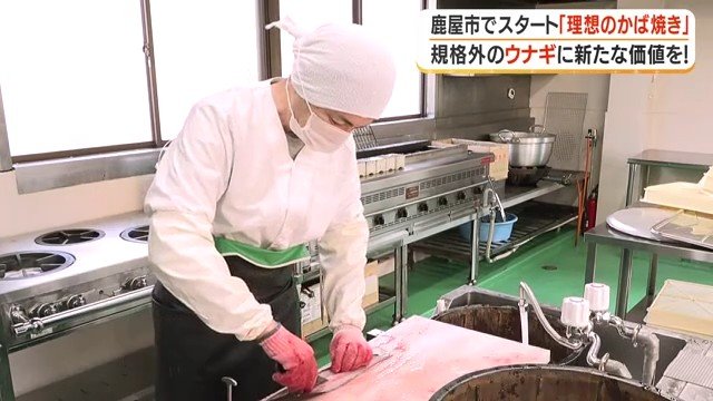 曲がりウナギをさばくオキスの社員