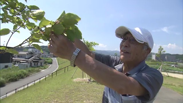 堤防には犠牲者と同じ数のサクラが植えられる