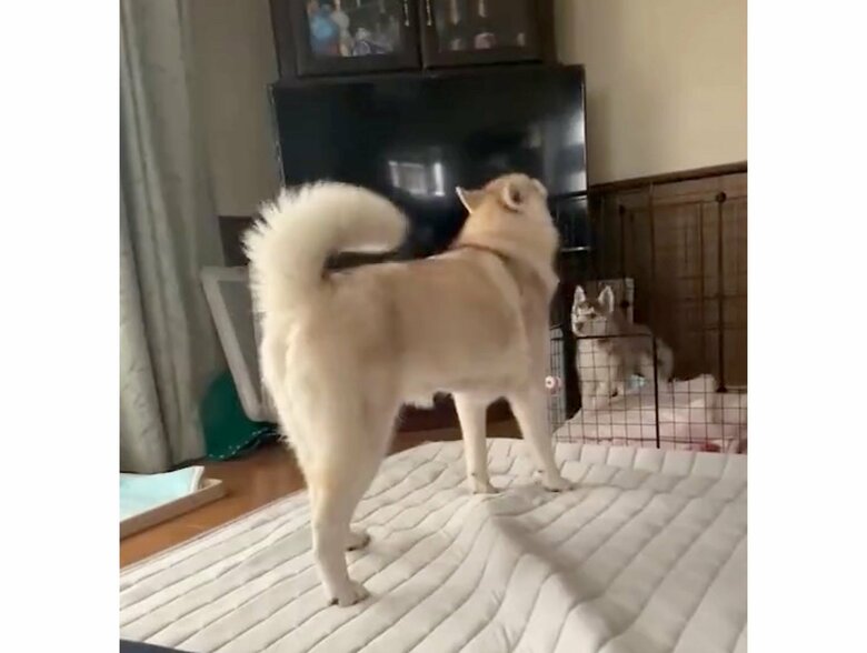 提供：ココとイチのままちゃん