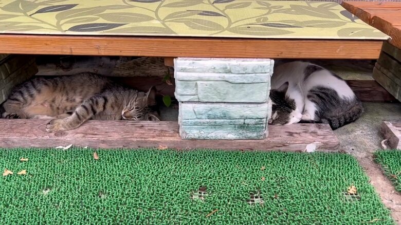 まったり涼むムギくんとコナツちゃん