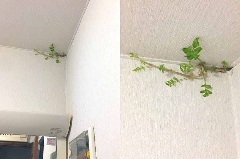 発見から5日目（8月12日）確実にツルが伸びている