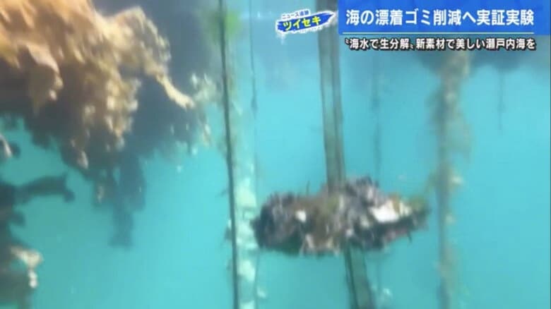 いかだから海中へつるされた「垂下連」
