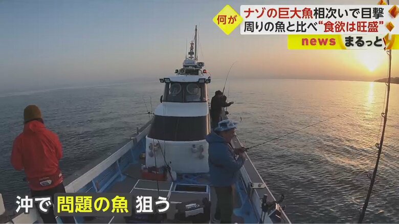 その姿を確認するべく、取材班は鹿児島湾へ