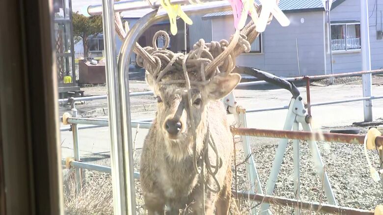 ものおじすることなく窓越しに寄ってくる