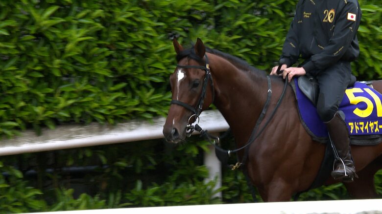 最終追い切りに臨むアドマイヤズーム