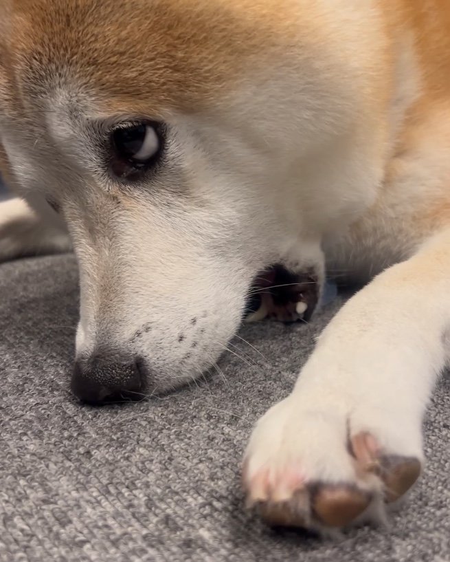 提供：柴犬 sasuke_紗助さん