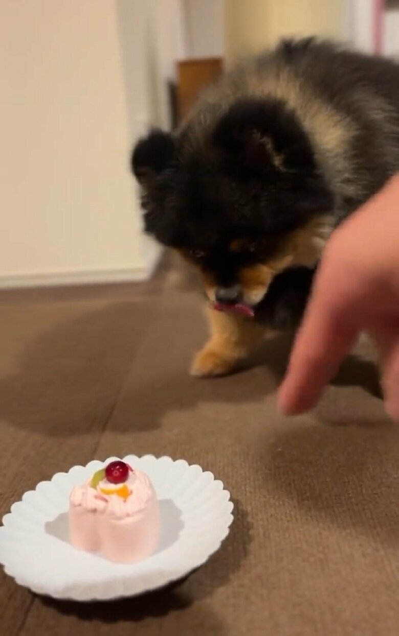 飼い主さん「どうぞ」