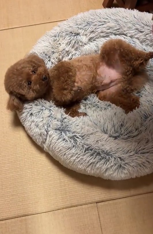 提供：Leo トイプードルさん