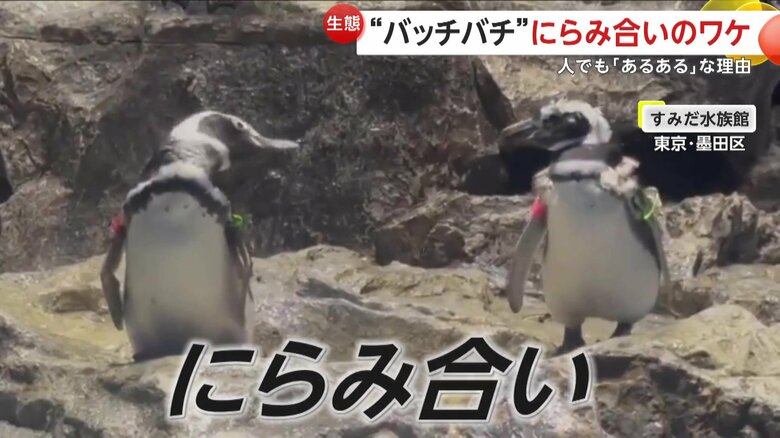 すみだ水族館で、2羽のペンギンがにらみ合いを繰り広げる様子