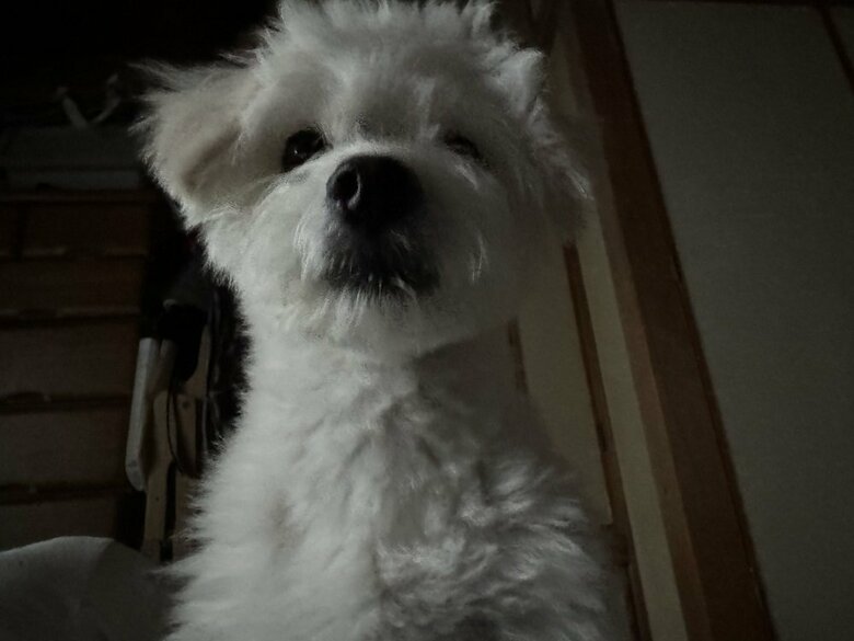 朝早くから「起きて」というおこめくん