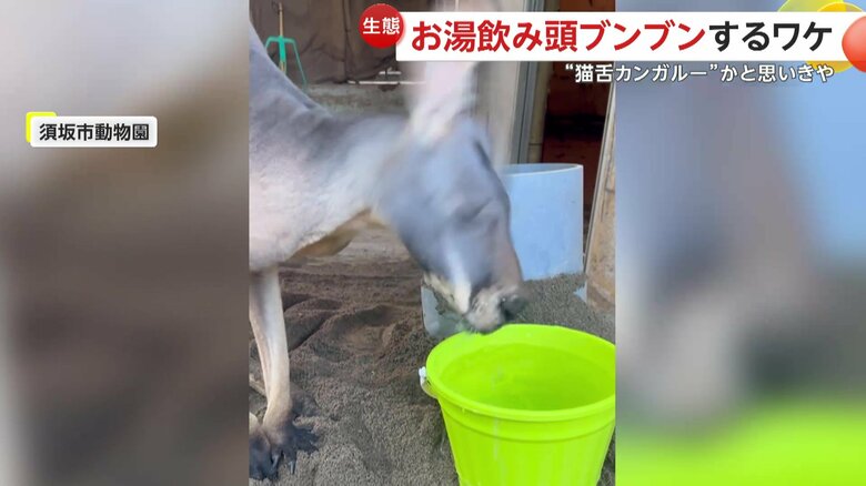 頭を振り回すカンガルー（提供：須坂市動物園）