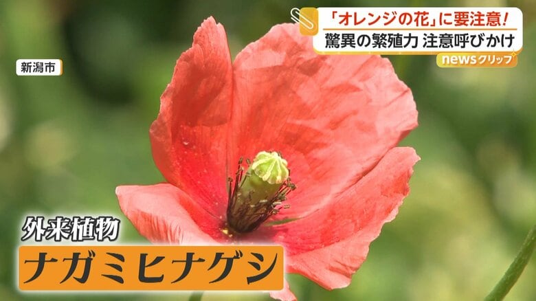 住宅近くで咲いていた「ナガミヒナゲシ」