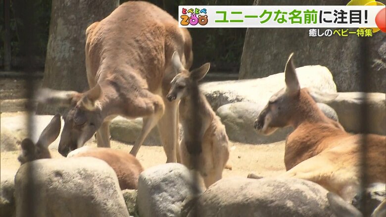 とべ動物園のカンガルー
