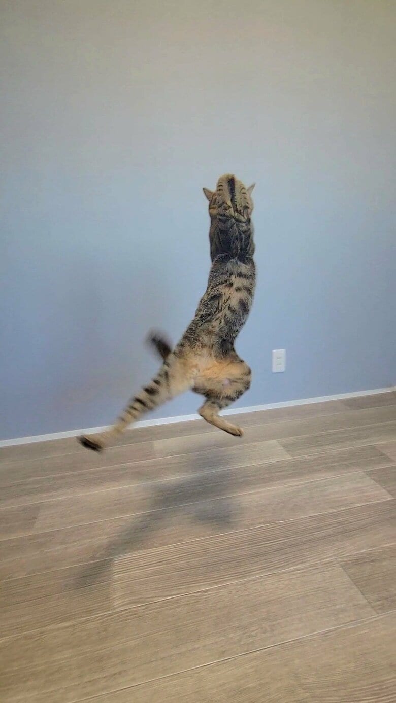 短い足もしっぽも手の感じもはみ出た耳もポーズも全て完璧なおもしろ（提供：しぴこめさん）