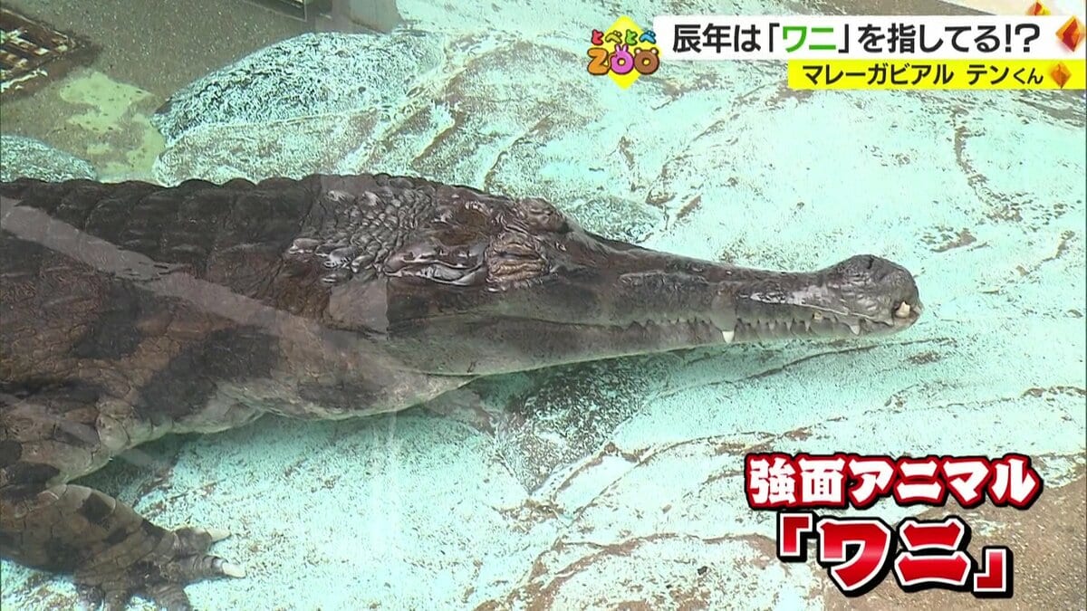 辰」はワニ？ 実は縁起が良い強面アニマルの秘密に迫る “年男”“年女”に