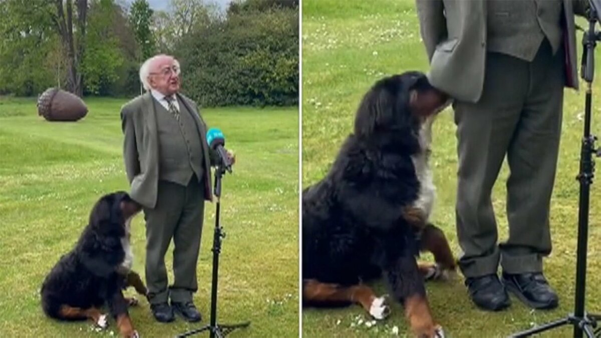 アイルランド大統領 会見中に生後6カ月の愛犬が