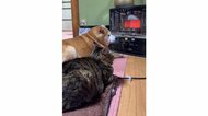 飼い主が何度呼んでも“ガン無視”…ストーブから離れたくない柴犬と猫が面白い！いつものことなのか聞いた