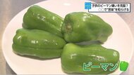 もう苦手とは言わせない！？卵黄がピーマンの苦味を抑制？「美味しい」と完食　オススメレシピも！