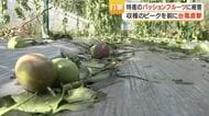 台風6号　奄美大島のパッションフルーツ農家に直撃　100キロ落下・廃棄　残る果実も出荷困難の恐れ