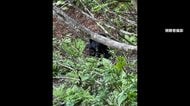 ATMにクマ激突しガラス戸破壊　“春クマ”市街地に続々　こども園ではクマスプレー・ホイッスル常備　東京・八王子でも出没