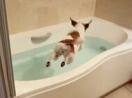 華麗なフォームで飛び込み！お風呂が大好きすぎる犬のはしゃぎっぷりがスゴい…「飼い主は湯船に浸からせていただけない」