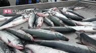【秋サケ漁で異常事態】記録的不漁だった2025年より水揚げ3割以上減少“昨年比半減”の予測も…漁業関係者に不安広がる～平均価格は1000円以上上昇〈北海道〉