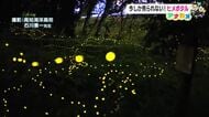 波川公園でホタルの観察会「まるでイルミネーション」チカチカ光るヒメボタルが見頃【高知】