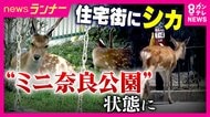 奈良公園のシカが“奈良公園外”にすみつき…『ミニ奈良公園』状態に　閑静な住宅街に多数のシカ　『食害・フン・通行妨害』住民も頭抱える