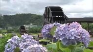 「安並水車の里」涼し気な水車と色鮮やかなアジサイ500株が見頃　田園風景に癒やされて【高知】
