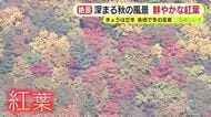 きょうは立冬　紅葉に”こも巻き”　潮カツオづくりなど各地で冬の足音