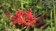 宇城市小川町でヒガンバナ見ごろ(熊本)