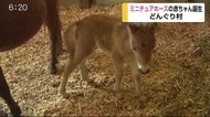 4年ぶりにミニチュアホースの赤ちゃん誕生【佐賀県佐賀市】