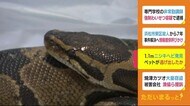 路上に体長1mニシキヘビ ペットが逃げた? 警察が捕獲し飼い主探す 静岡・磐田市