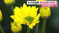「生育は順調」厳木町でキク出荷 重油の高騰で影響も 【唐津市】