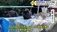 「初めて見た時は衝撃」 “多頭飼育崩壊”でネコ2匹が100匹超 命を救いたい…保護活動を取材【愛媛】