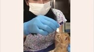 野良猫が子ネコ連れて病院に トルコ