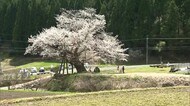 岡山・香川のサクラの名所 ヤマザクラとしては県内最大 尾所の桜【岡山・津山市】