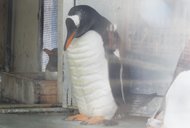 “腹筋バキバキ”のペンギンが話題…羽毛の中もマッチョなのか水族館に聞いてみた
