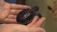 アオウミガメ 過酷な現状 赤ちゃん誕生 繁殖に期待 愛知・名古屋市