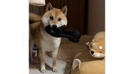 靴をくわえて逃げ回る柴犬がかわいい…飼い主の“検問”も素早く強行突破！その後を聞いた