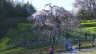 三春滝桜 訪れた人を魅了する佇まい　推定樹齢1000年超のシダレザクラ《ふくしま桜紀行2025》　